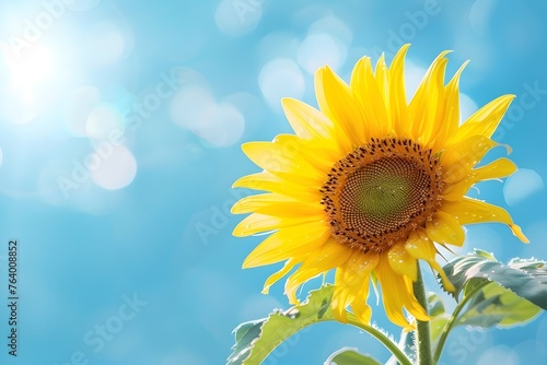 Bright Sunflower Under a Clear Blue Sky - A vivid image of a single sunflower basking in sunlight against a clear blue sky  dewdrops on its leaves