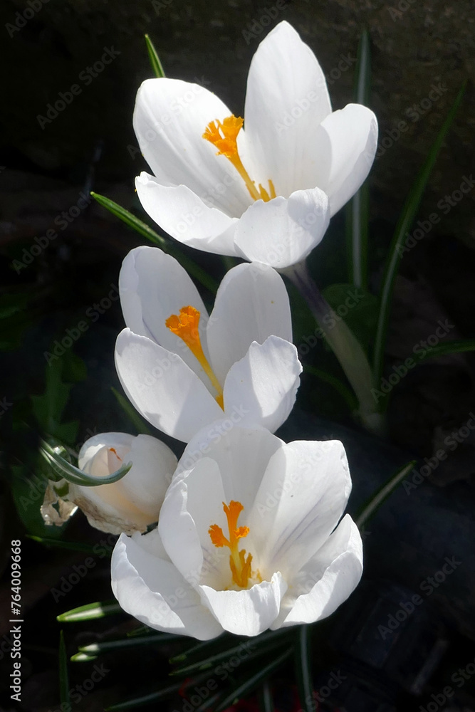 Beautiful white crocus flowers growing in garden Beautiful white crocus flowers growing in garden