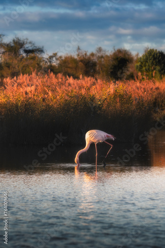 Wild pink flamingo in the natural park of Camargue