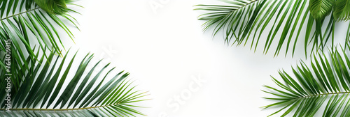 Palm tree branches on white background with copy space  top view. Travel agency banner. Summer  vacation