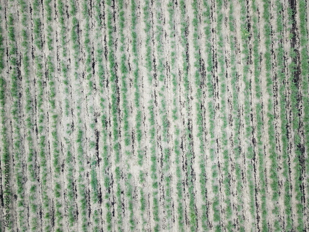 Fototapeta premium Golden wheat fields in Northern Argentina