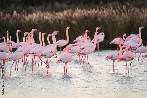Wild pink flamingo in the natural park of Camargue