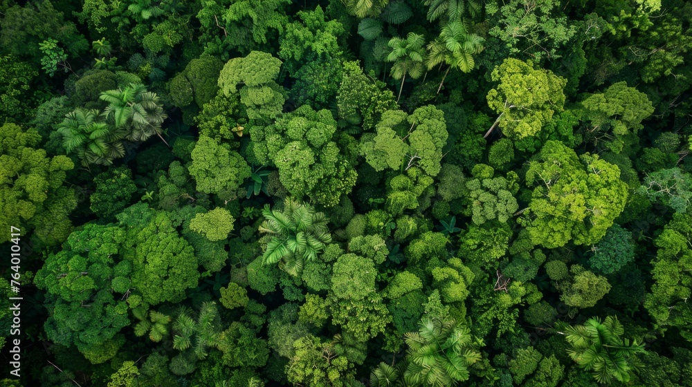 Lush Green Forest With Abundant Trees