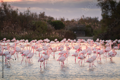 Wild pink flamingo in the natural park of Camargue © Sen