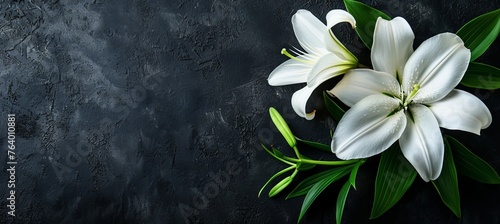 Elegant funeral lily on dark background with ample text space for a serene and respectful setting