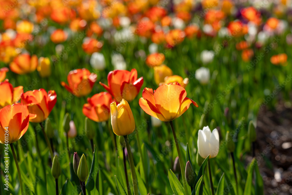 Obraz premium チューリップたち