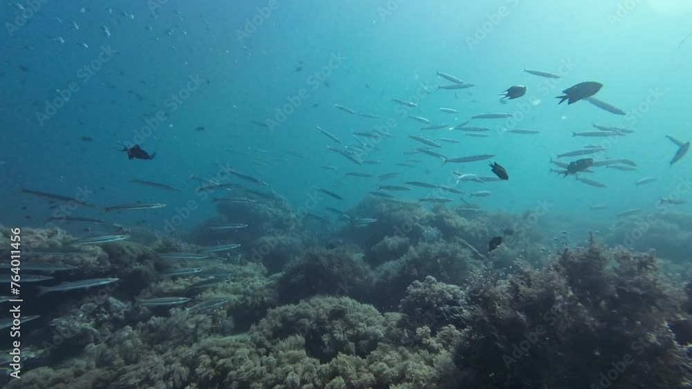 A flock of barracudas swims in the water above a coral reef. A flock of barracudas in shallow water. A flock of barracudas swims in the water above a coral reef. A flock of barracudas in shallow water.