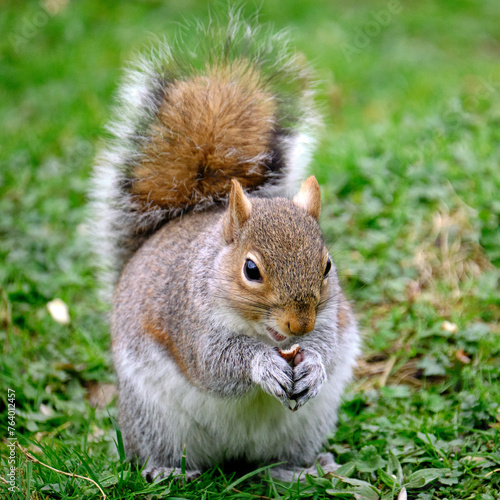 Squirrel eating nut 