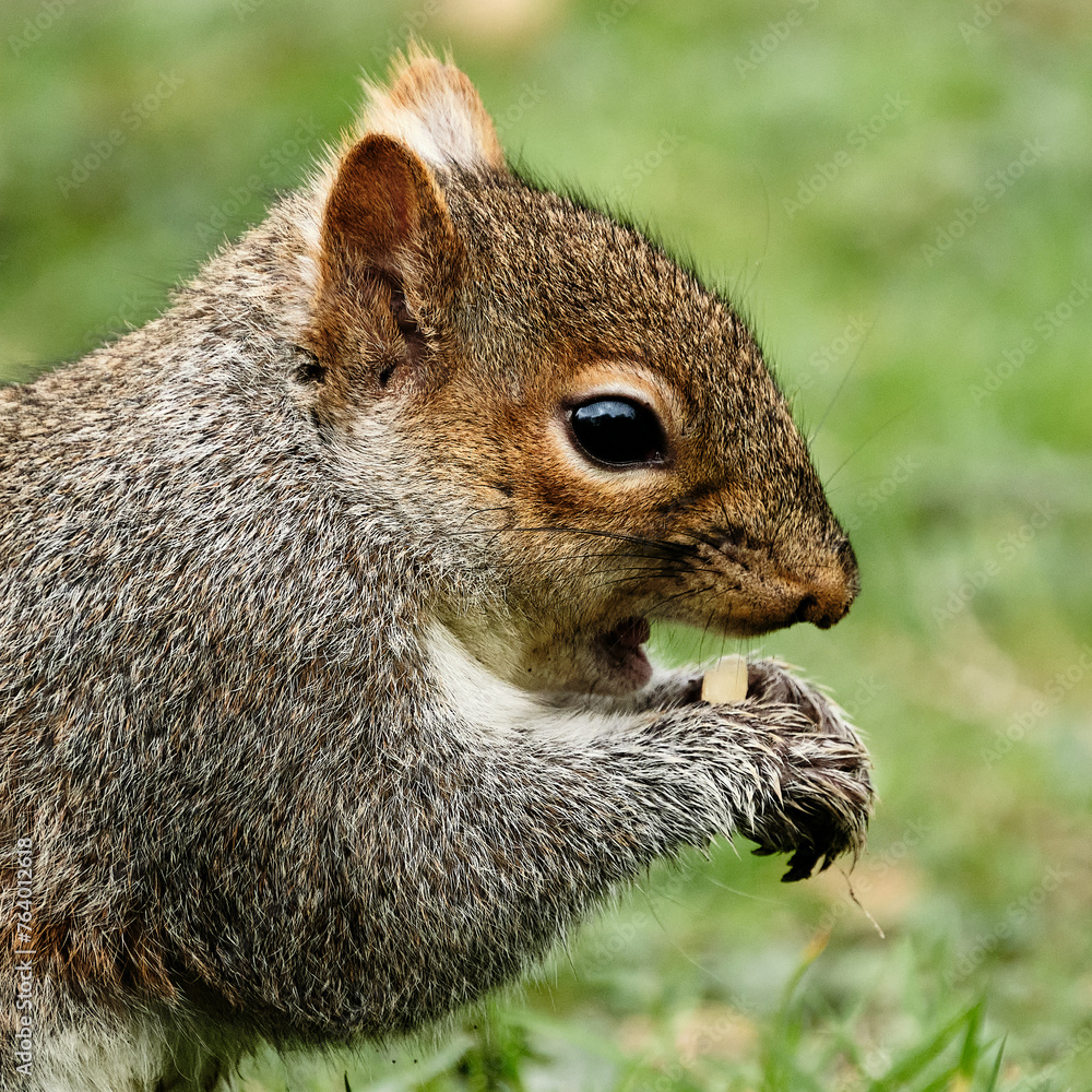 Fototapeta premium Squirrel in profile eating