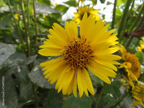 yellow thinleaf sunflower (Helianthus decapetalus)