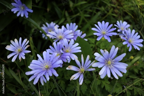 group of purple scaevola flowers