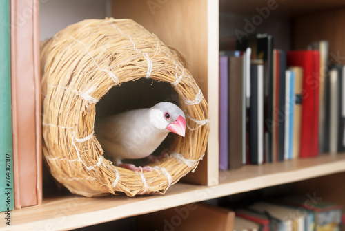 本棚の中の壺巣から覗くシルバー文鳥のメス