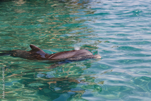 a dolphin swimming in clear turquoise waters. The dolphin's smooth and shiny skin is illuminated by natural light. Its dorsal fin protrudes from the water showcasing and breaks the water as it plays