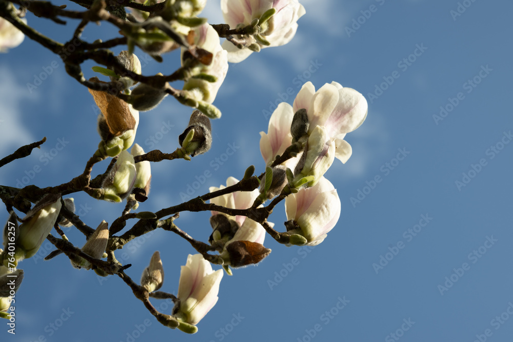 magnolie baum blüte himmel blau magnolie baum blüte himmel blau