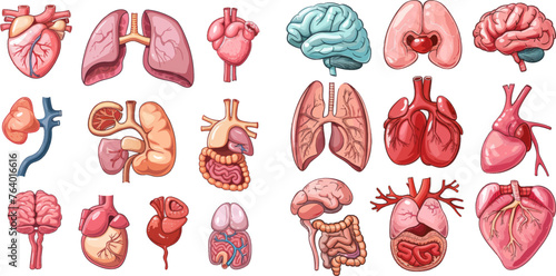 Internal organs illustration set