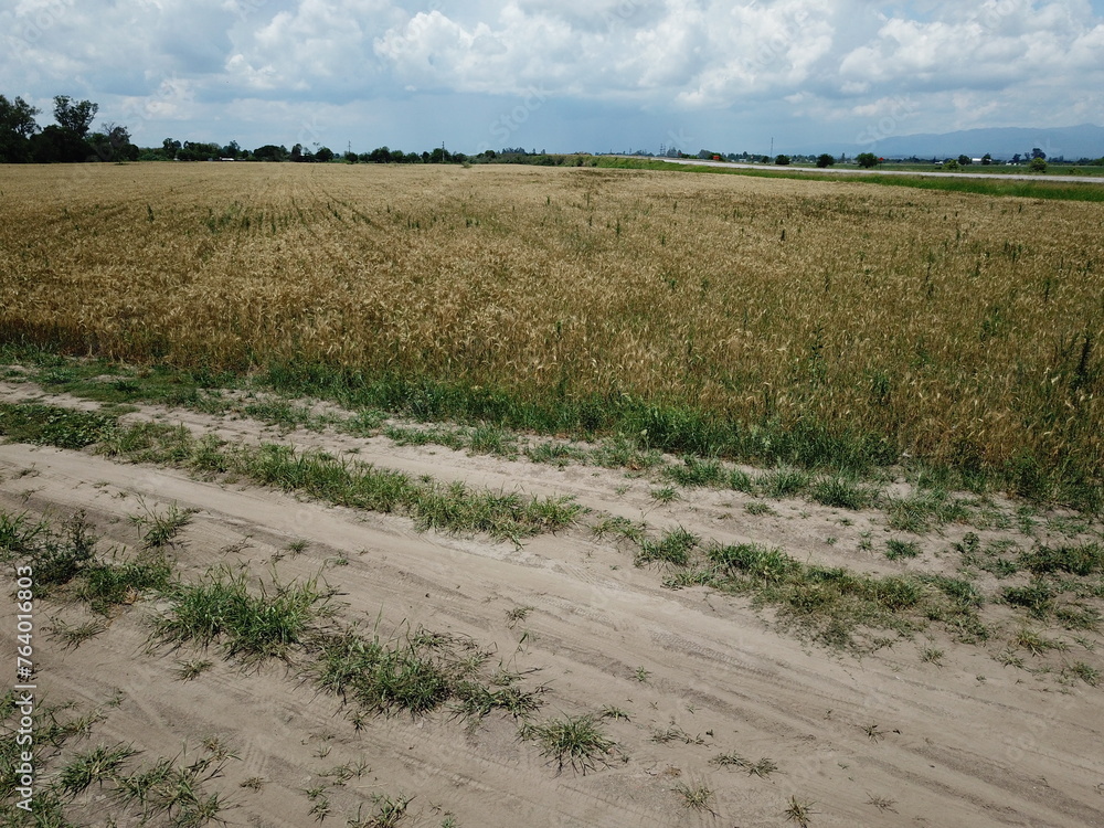 Golden wheat fields in Northern Argentina