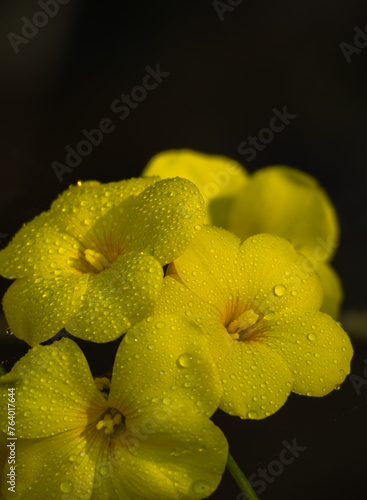 yellow orchid flower