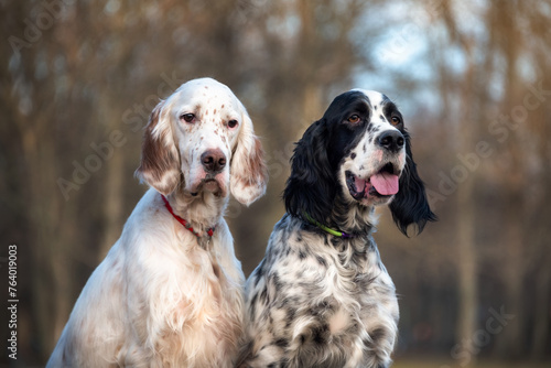 Portrait of two cheerful black and white English Setter dogs on a background of trees without leaves. Hunting dogs. Soft focus. Selective focus.