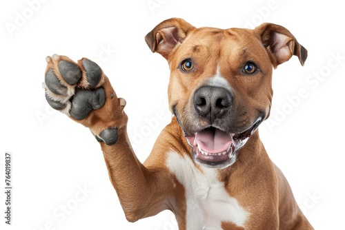 Cute dog raised his paw up close up happy face  isolated on white background  studio shot  funny animal