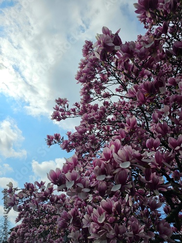 Pink magnolia tree flowers blossom in spring
