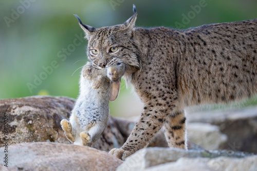Iberian lynx with caught rabbit