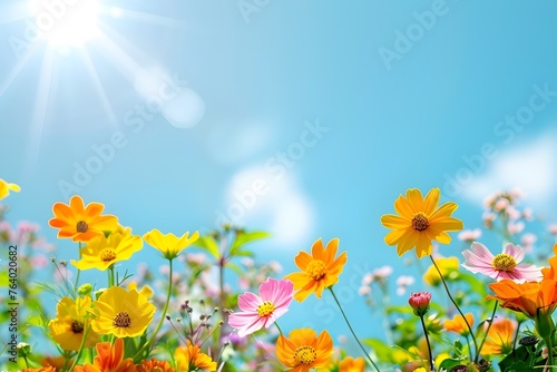 Vibrant field of colorful wildflowers in sunlight - A field full of various wildflowers basking under a sunny sky with a few clouds  showing nature s vibrant palette
