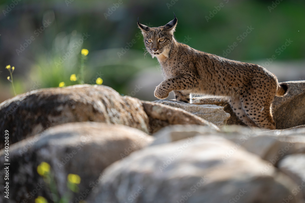Iberian lynx Iberian lynx
