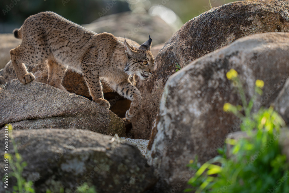 Fototapeta premium Iberian lynx