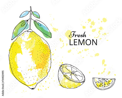 Fresh lemon fruits with leaf on a white background. Vector hand drawn lemon.