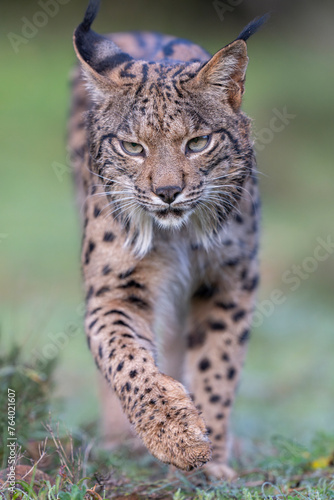 Iberian lynx close up portrait
