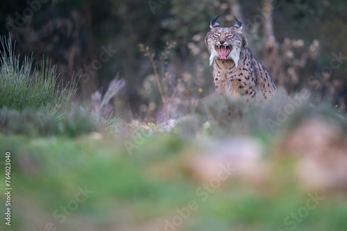 Iberian lynx, Lynx pardinus, Talavera de la Reina, Castilia La Mancha, Spain photo