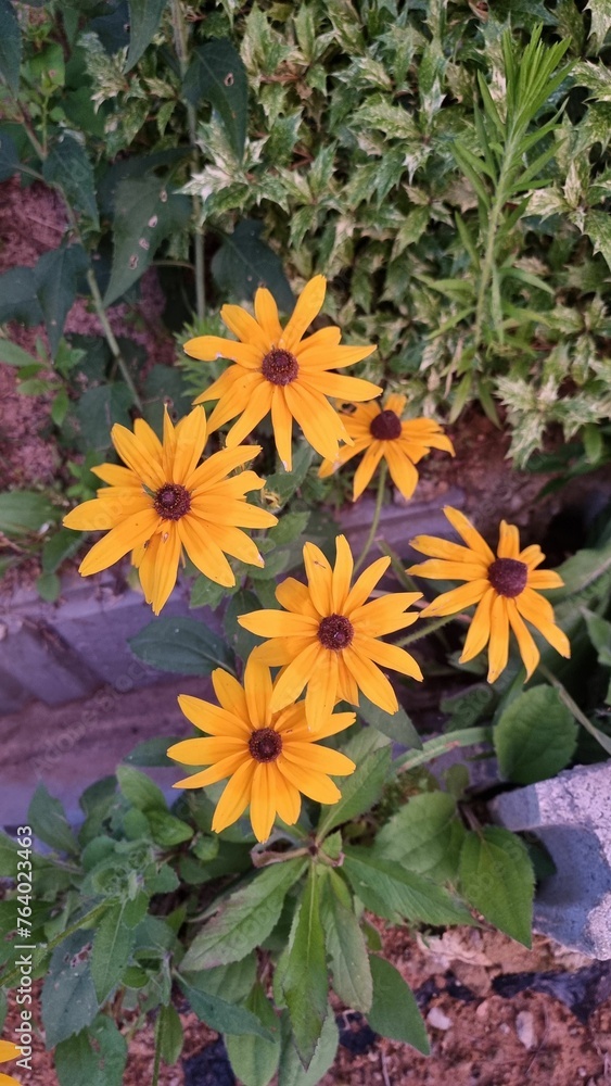 flowers in the garden flowers in the garden