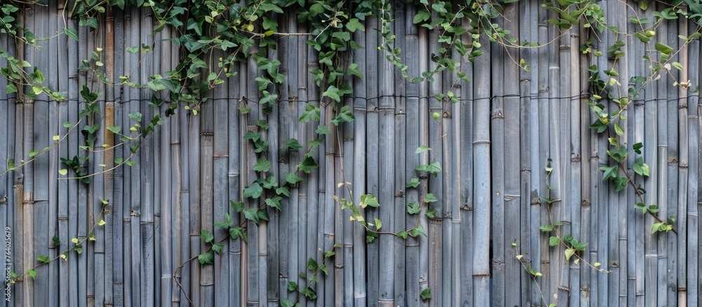 A wooden bamboo fence adorned with lush ivy creates a natural and beautiful facade for any home. The intertwining vines add a touch of greenery to the structure A wooden bamboo fence adorned with lush ivy creates a natural and beautiful facade for any home. The intertwining vines add a touch of greenery to the structure
