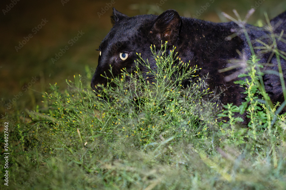 Fototapeta premium Melanistic leopard or Black Panther