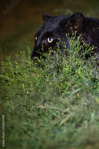 Melanistic leopard or Black Panther