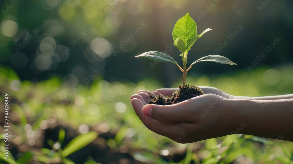 environment Earth Day In the hands of trees growing seedlings. Bokeh green Background Female hand holding tree on nature field grass Forest conservation concept environment Earth Day In the hands of trees growing seedlings. Bokeh green Background Female hand holding tree on nature field grass Forest conservation concept