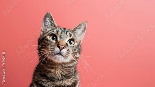 studio headshot portrait cat smiling against a pink background
