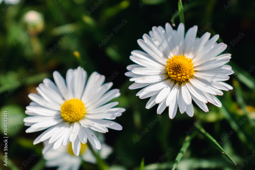 Daisy flower in a garden at springtime, edible flower, bellis perennis, astereae Daisy flower in a garden at springtime, edible flower, bellis perennis, astereae