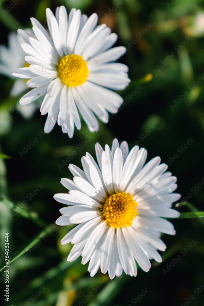 Fototapeta premium Daisy flower in a garden at springtime, edible flower, bellis perennis, astereae