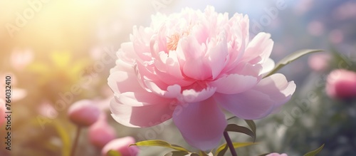 Beautiful blossoming delicate peony and dahlias flowers in the flowers garden with smooth sun light during the day.