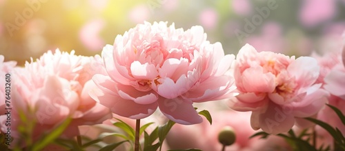 Beautiful blossoming delicate peony and dahlias flowers in the flowers garden with smooth sun light during the day. © Alpa