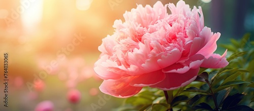 Fototapeta Naklejka Na Ścianę i Meble -  Beautiful blossoming delicate peony and dahlias flowers in the flowers garden with smooth sun light during the day.