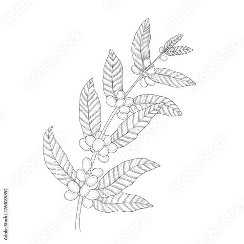 Coffee tree illustration. Hand drawn coffee tree branch isolated on white background