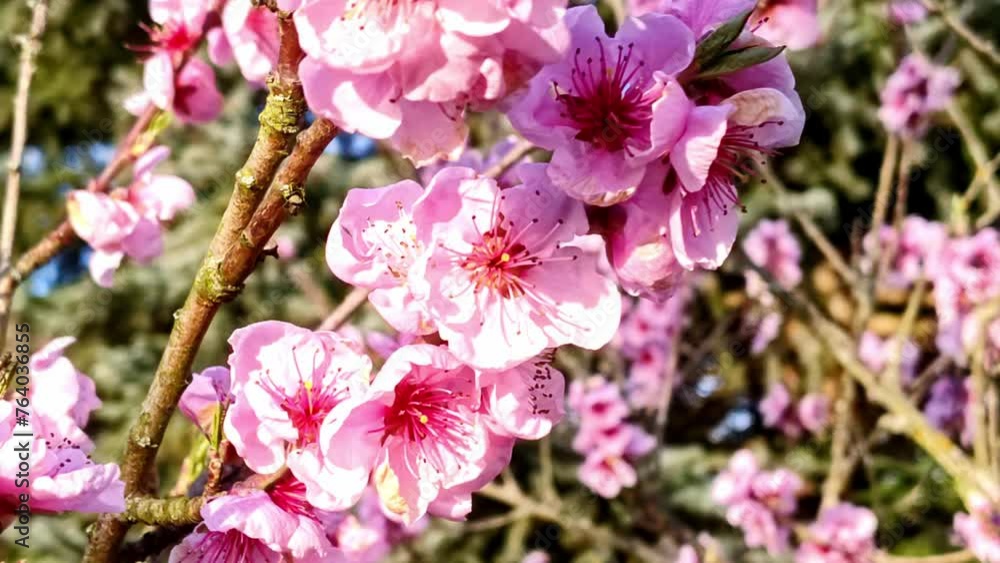 Nahaufnahme von pinken Obstbaumblüten im Frühling, Nektarinenbaum, Honig, Makro, Zeitlupe, Nahaufnahme
Nahaufnahme von pinken Obstbaumblüten im Frühling, Nektarinenbaum, Honig, Makro, Zeitlupe, Nahaufnahme