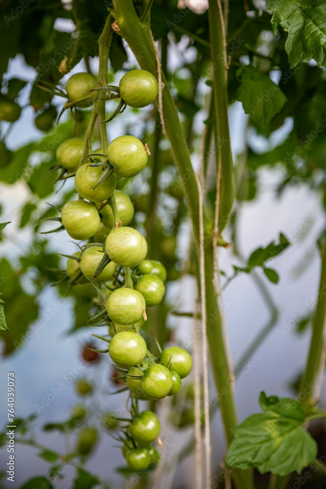Green tomatoes surrounded by healthy foliage, symbolizing the beginning of their growth process and the vibrant life present in a garden Green tomatoes surrounded by healthy foliage, symbolizing the beginning of their growth process and the vibrant life present in a garden