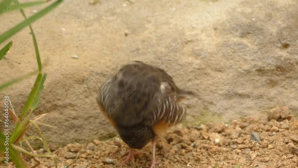 African quailfinch (Ortygospiza fuscocrissa) African quailfinch (Ortygospiza fuscocrissa)