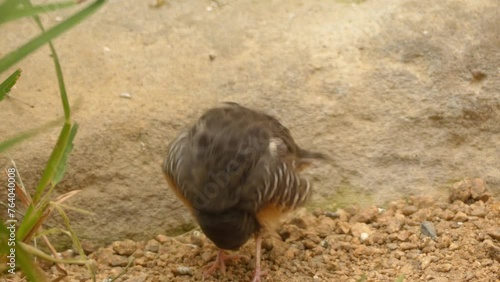 African quailfinch (Ortygospiza fuscocrissa) photo