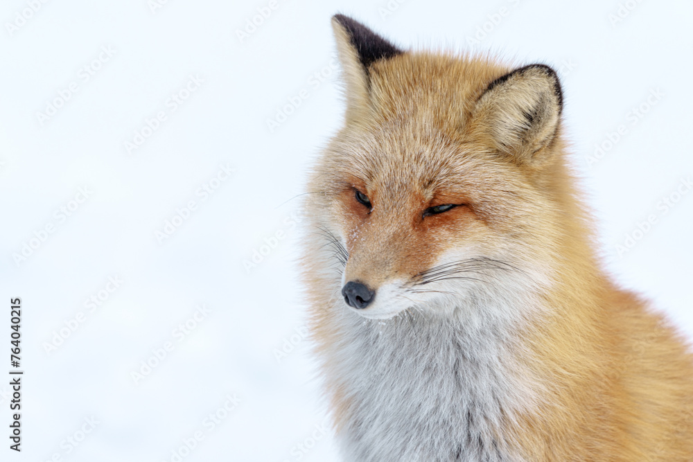雪原のキタキツネ 北海道三大かわいい動物 雪原のキタキツネ 北海道三大かわいい動物