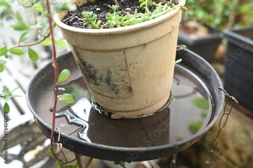 plastic bowl abandoned in a vase with stagnant water inside. close up view. mosquitoes in potential breeding ground.