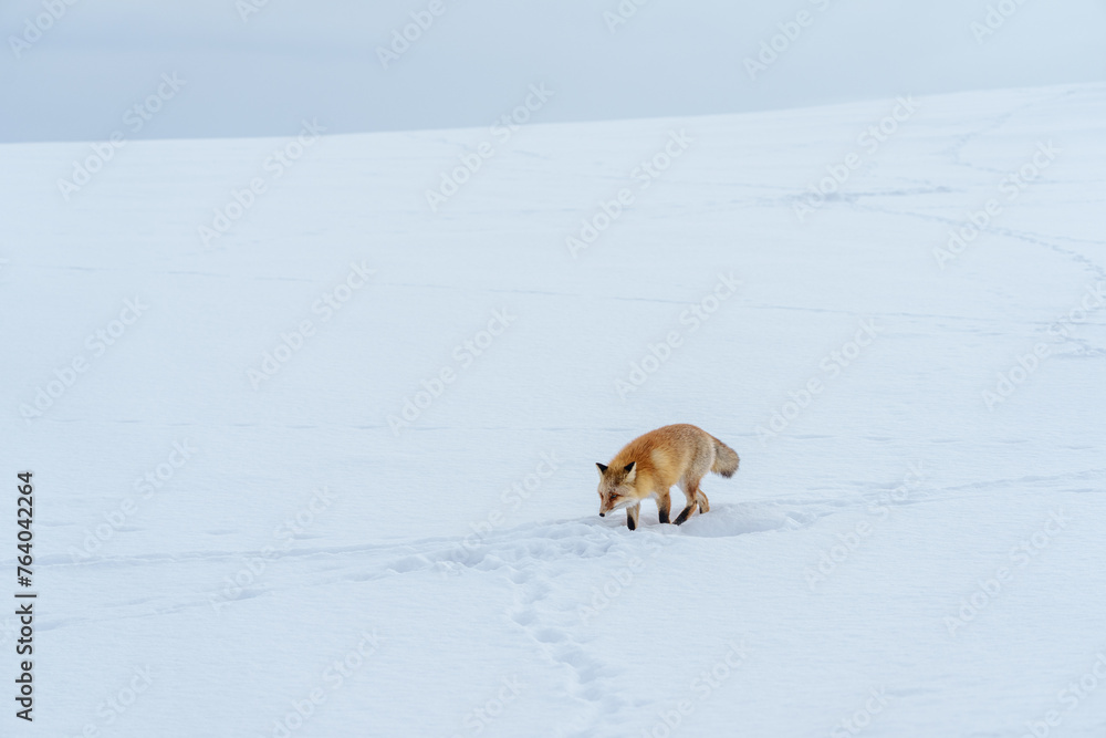 雪原のキタキツネ 北海道三大かわいい動物 雪原のキタキツネ 北海道三大かわいい動物